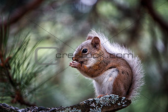 Cute squirrel eating