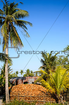 0002-Coconut tree & fruit in Mekong Delta