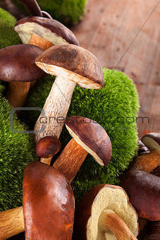 Culinary edible mushrooms.
