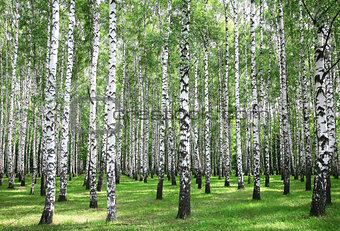 Summer forest in sunny weather