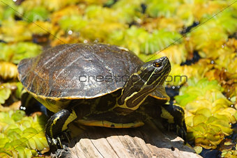 Small turtle on the wood