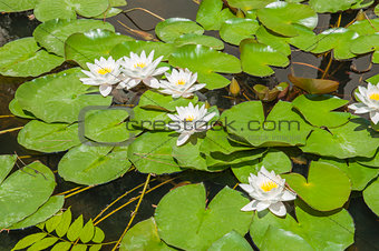 Water lily plant floating in pond