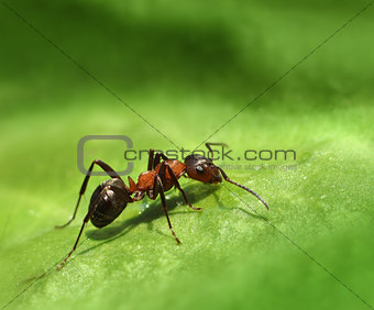 Lone ant on green leaf