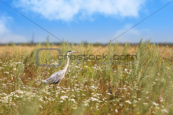 heron on the field