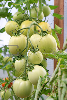 Green Tomatoes in a garden 