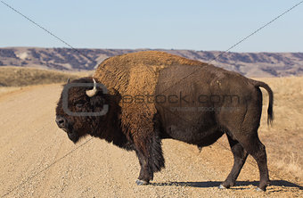 Buffalo walks on road.