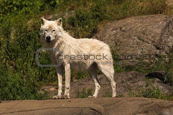A single Arctic Wolf