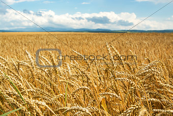 Field of wheat ears  