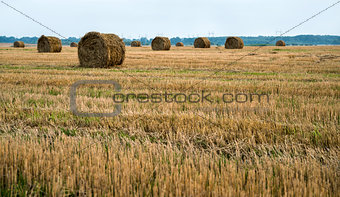field after harvesting wheat,  haystack