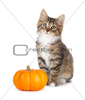 Cute kitten with mini pumpkin on white.
