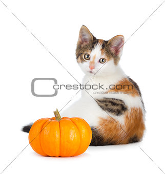 Cute calico kitten with mini pumpkin on white.