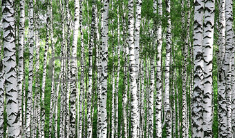 Trunks of summer birch trees