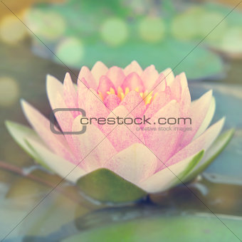 Vintage water lily