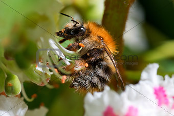 The pollinating bumblebee