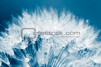 Super macro shot of white dandelion with water drops 