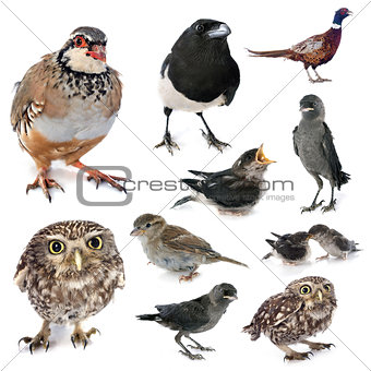group of wild birds