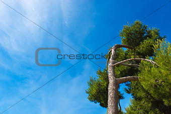 Maritime Pine on Blue Sky