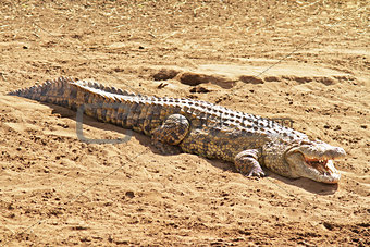 Masai Mara Crocodile