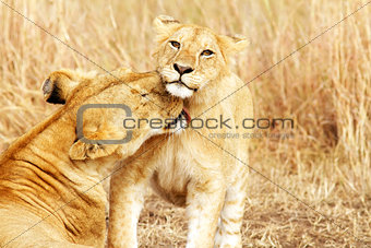 Masai Mara Lion Cub