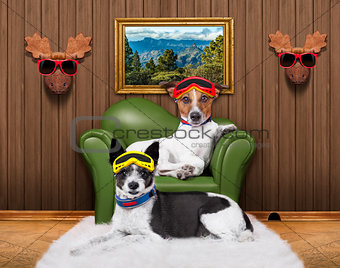 love couple sofa dogs