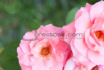 Amazing pink roses on natural background with light bokeh effect