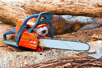 chainsaw closeup on a felled forest