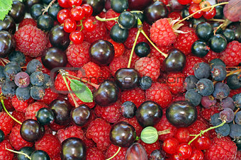 Assorted berries (raspberries, black and red currants, Saskatoon