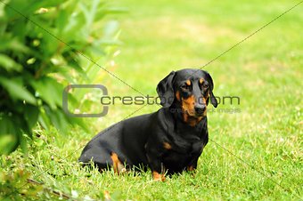 A small black dachshund