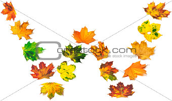 Letter W composed of autumn maple leafs