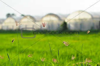 Grass with greenhouse background