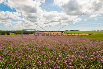 Field of clover flowers in bloom