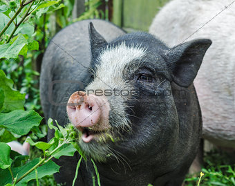 Pot bellied pig 