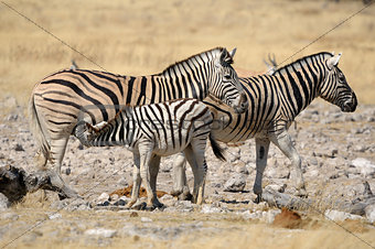 Zebra foal suckling, Etosha, Namibia