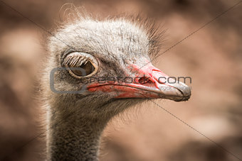 Ostrich headshot