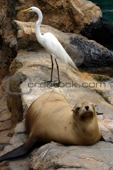 Sealion and white bird resting on the rocks