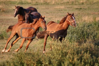 Galloping four