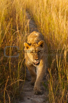Lioness in long grass