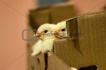 baby chicken in the box