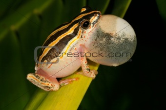 Painted reed frog