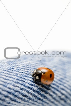 ladybug on blue jeans