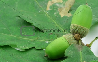 close-up of two acorns 