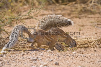 Foraging ground squirrels