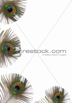 Peacock Feather Beauty
