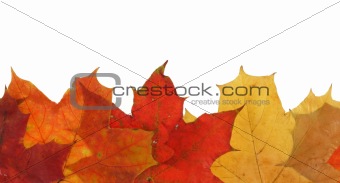 maple leaves in line