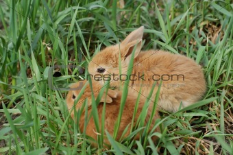 two small rabbits on the grass