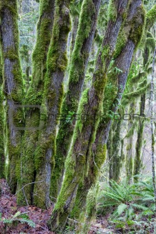 Moss Covered Trees II