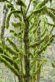 Tree Covered with Moss