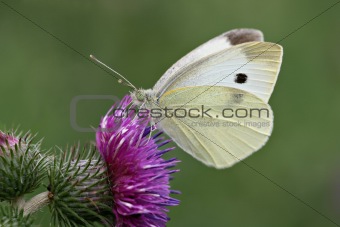 Cabbage white on a thistle