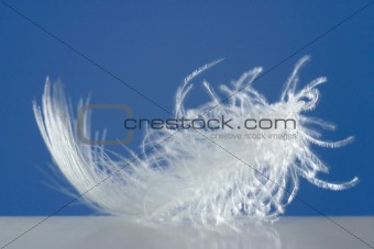 Fluffy white feather