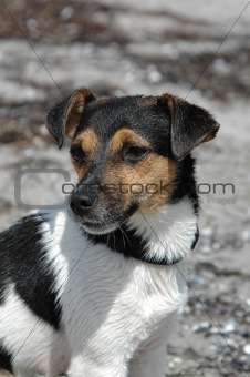 Wet dog posing